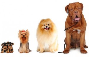 Fara Olivana, mostra canina @ Sola, parcheggio Eurospin